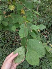 Corylus cornuta