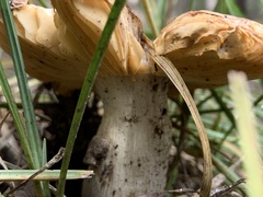 Russulales
