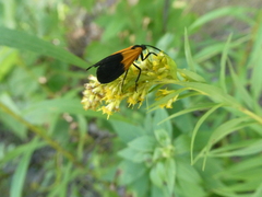 Lycomorpha pholus