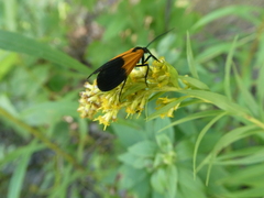 Lycomorpha pholus