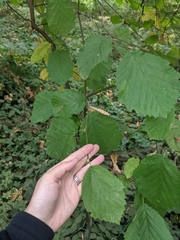 Corylus cornuta