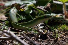 Opheodrys vernalis