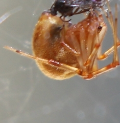 Parasteatoda tepidariorum