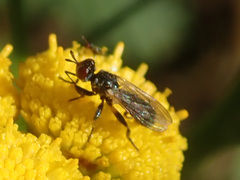 Thecophora