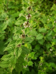 Mentha arvensis
