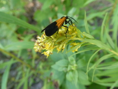 Lycomorpha pholus