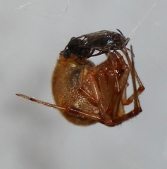 Parasteatoda tepidariorum