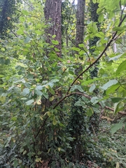 Corylus cornuta