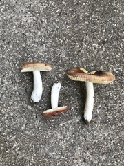 Russula grata