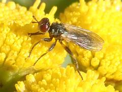Thecophora
