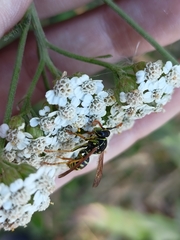 Polistes nimpha