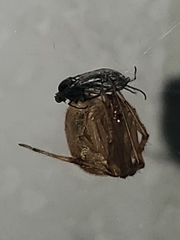 Parasteatoda tepidariorum