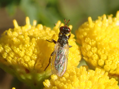 Thecophora