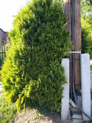 Platycladus orientalis