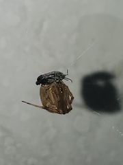 Parasteatoda tepidariorum