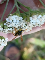 Polistes nimpha