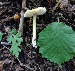 Pseudosperma sororium