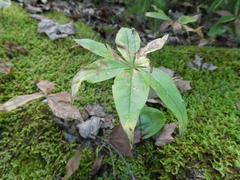 Lysimachia borealis