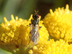 Thecophora