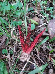 Clathrus archeri