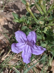 Ruellia nudiflora