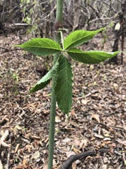 Clematicissus simsiana