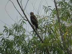 Buteo lineatus