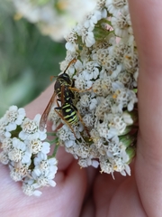Polistes nimpha