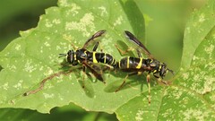 Spilomyia sayi