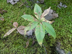 Lysimachia borealis
