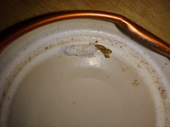 Grapholita funebrana