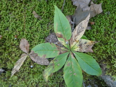 Lysimachia borealis