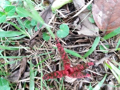 Clathrus archeri