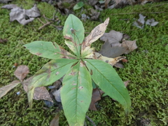 Lysimachia borealis