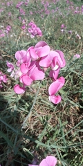 Lathyrus latifolius