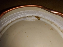 Grapholita funebrana