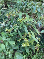 Hypericum prolificum