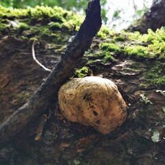 Cryptoporus volvatus