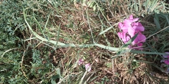 Lathyrus latifolius