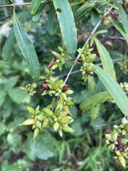 Hypericum prolificum