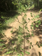 Phyllanthus caroliniensis