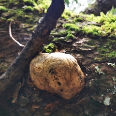 Cryptoporus volvatus