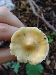 Pseudosperma sororium