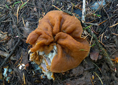 Gyromitra perlata