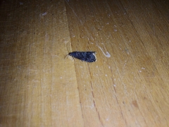 Grapholita funebrana