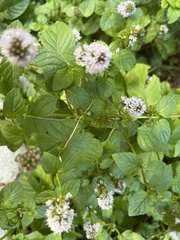 Mentha aquatica