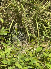 Archilochus colubris