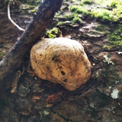 Cryptoporus volvatus