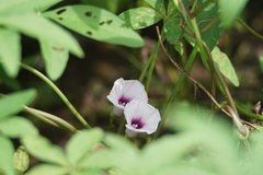 Ipomoea amnicola