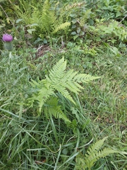 Pteridium aquilinum latiusculum